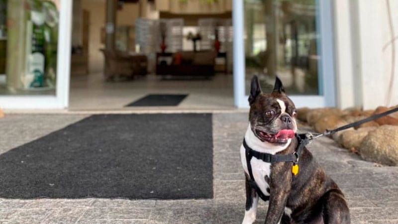 hotel que aceita cachorro em florianópolis hotel torres da cachoeira