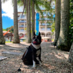 Conheça o hotel pet friendly com vista para o mar em Florianópolis