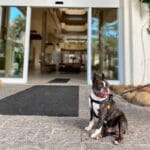 Regras Pet Friendly – Hotel Torres da Cachoeira