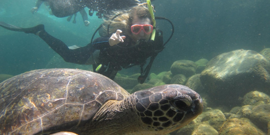 mulher durante mergulho no mar próxima a uma tartaruga
